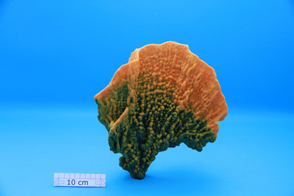 Artificial Millipora Platyphylla