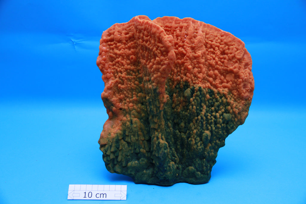 Artifcial Millepora platyphylla