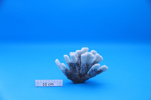 Artificial Acropora Palifera
