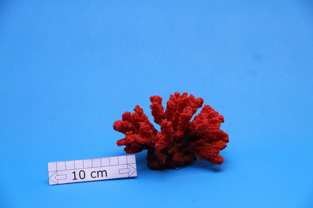 Artificial Stylophora