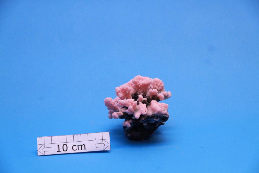 Artificial Stylophora