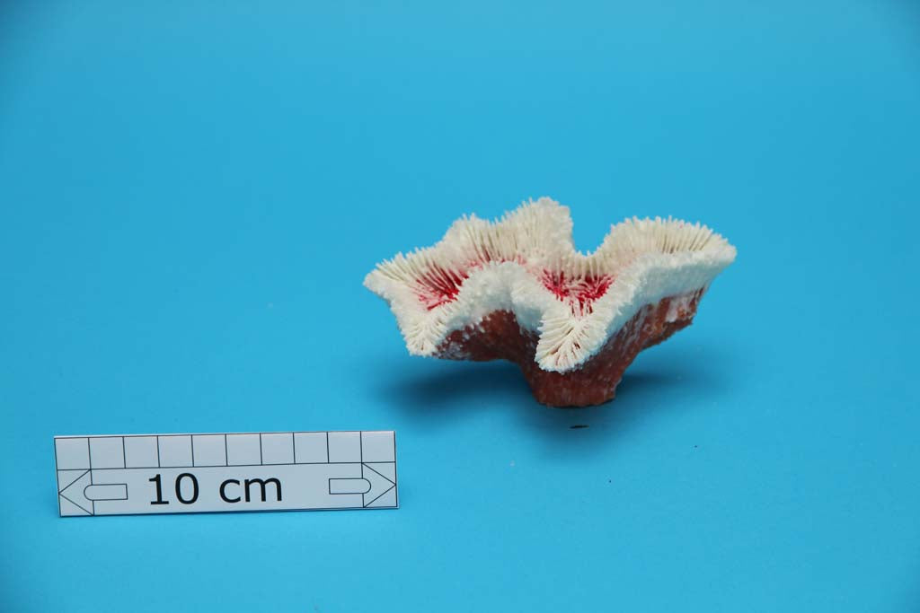 Artificial Symphyllia Coral | Handmade in Denmark | See more