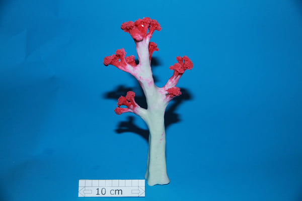 Artificial Dendronephthya