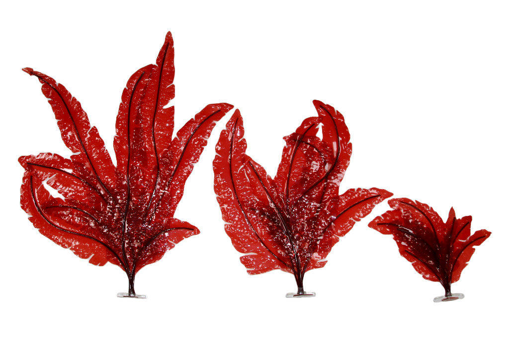 Delesseria Sanguinea Pangea Rocks A/S