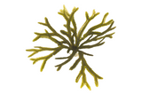 Fucus Serratus