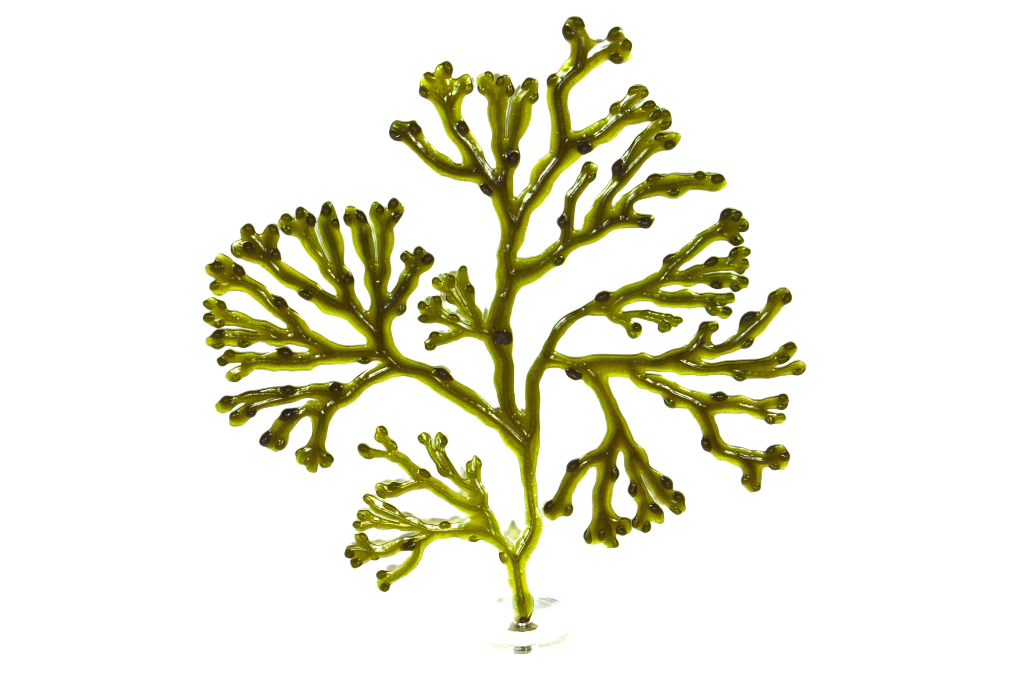 Fucus Versiculosus