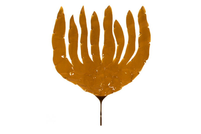 Laminaria Digitata Pangea Rocks A S