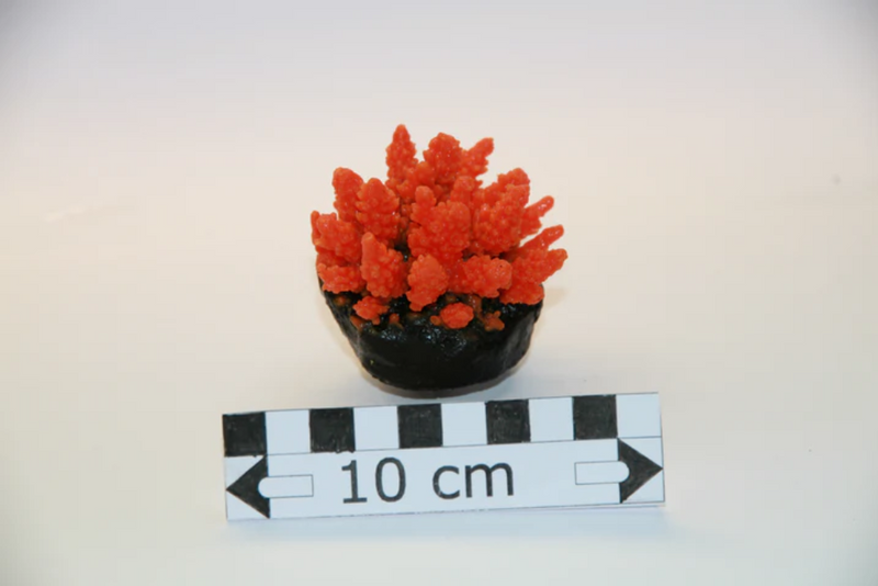 Artificial Orange Acropora Polystroma