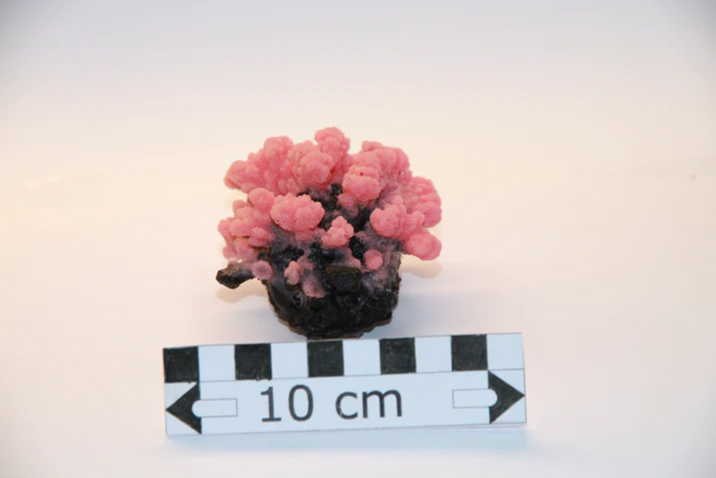 Artificial Pink Stylopora