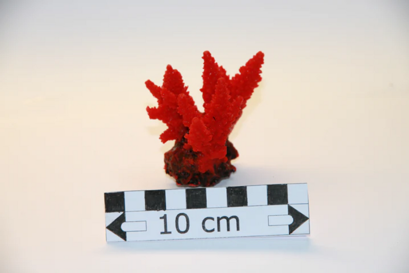 Artificial Red Acropora Secale 