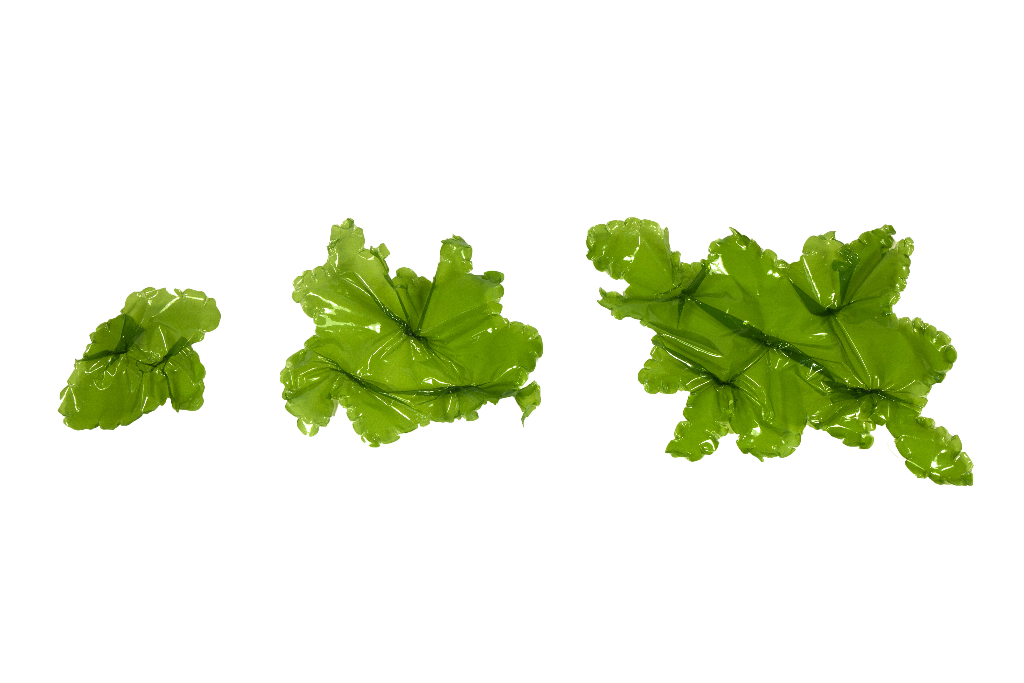 Artificial Sea Lettuces