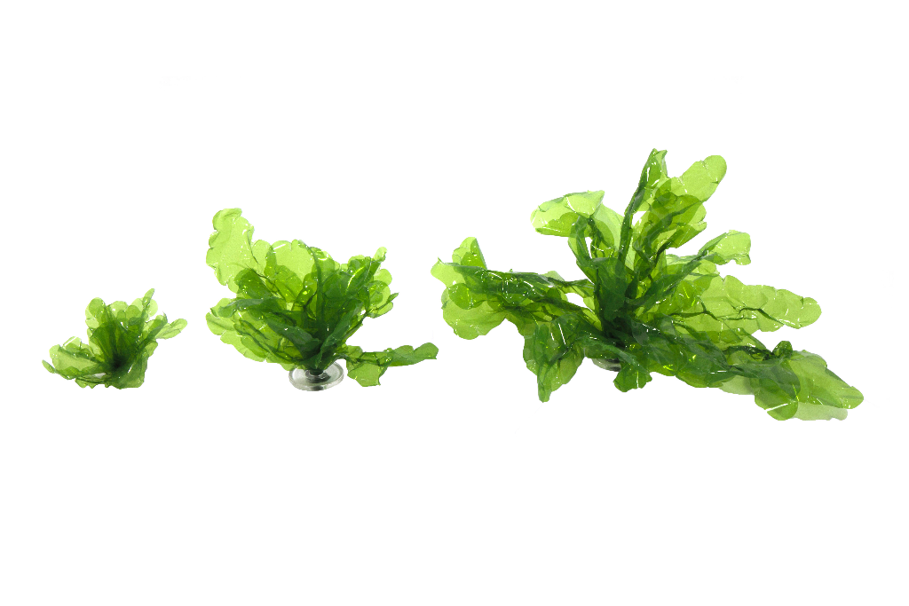 Artificial Sea Lettuce Gigantea