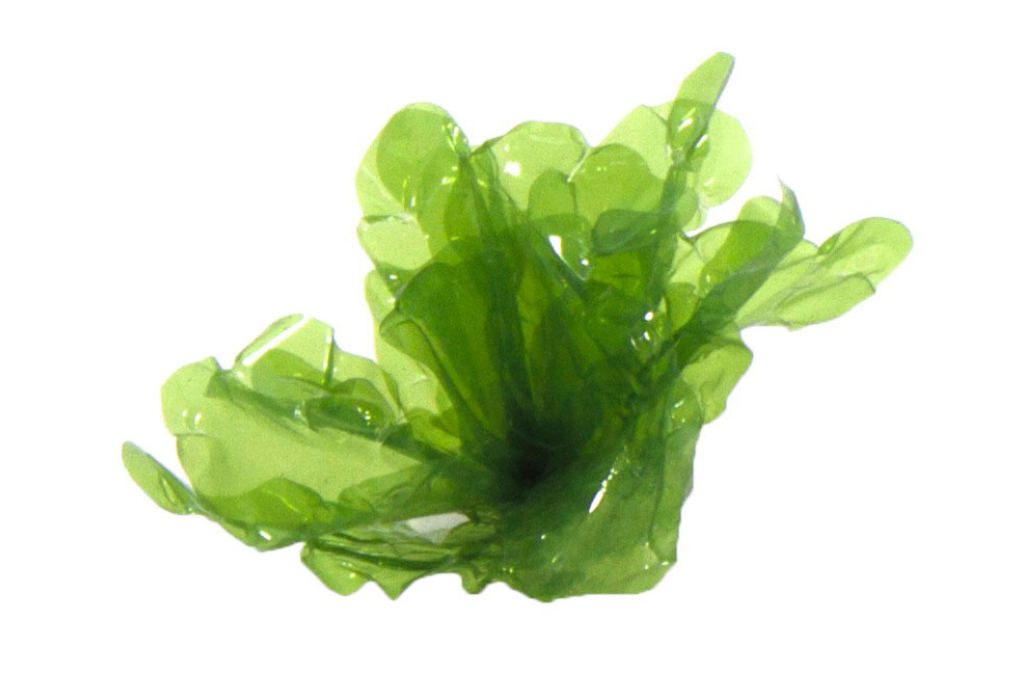 Artificial small Sea Lettuce Gigantea.