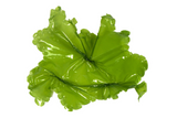 Artificial medium Sea Lettuce