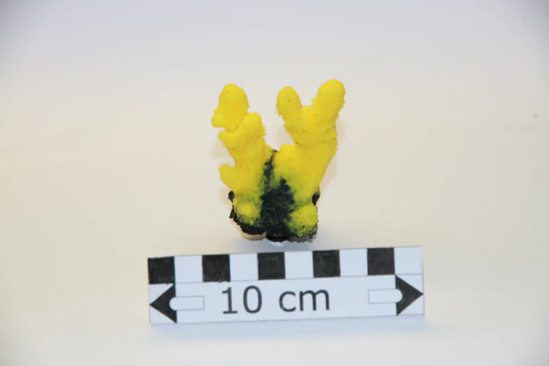 Artificial Yellow Acropora Humilis